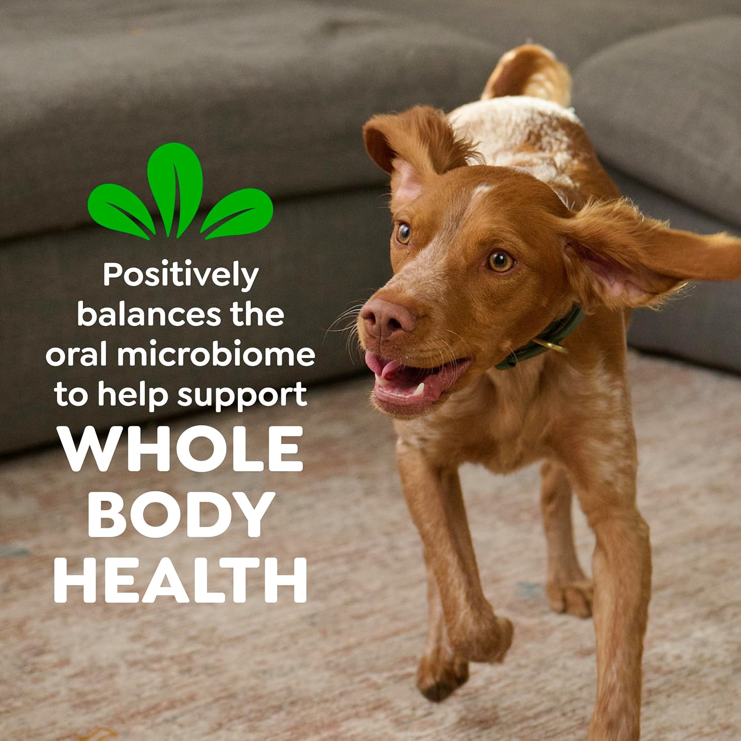 Greenies Veterinarian-Recommended Adult Natural Dental Dog Treats Regular Size